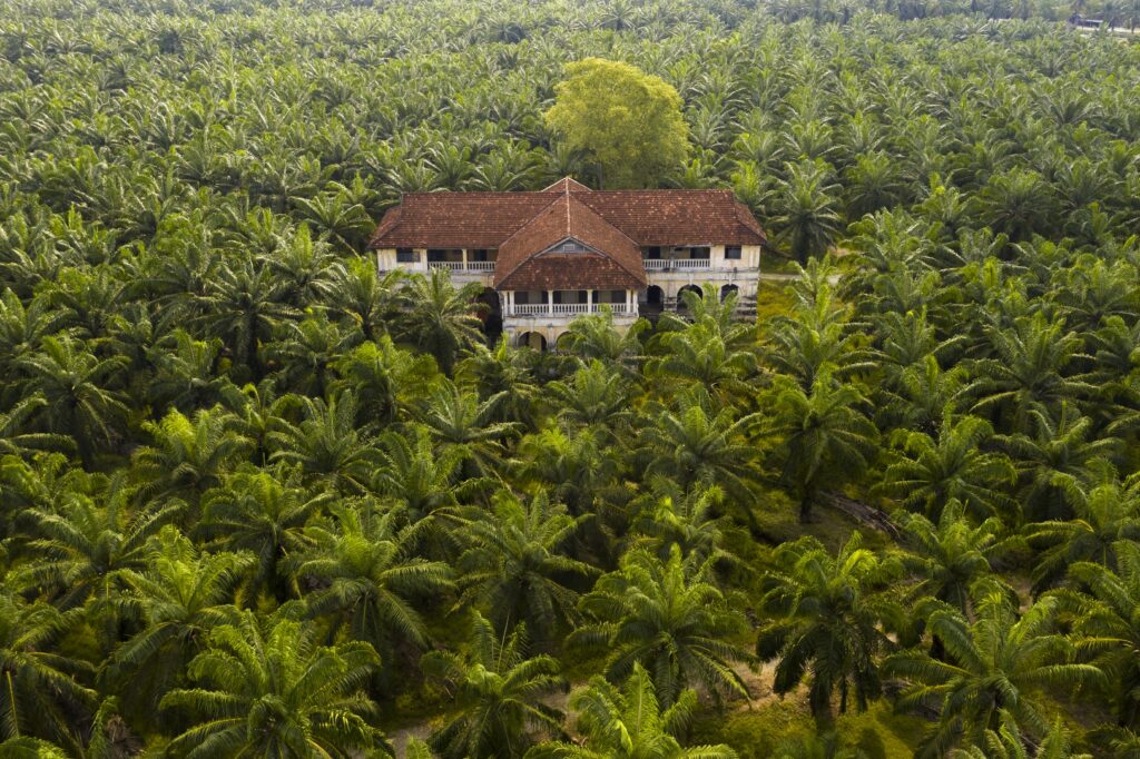Aerial View Palm Trees Palm Oil Plantation South East Asia 1024x682